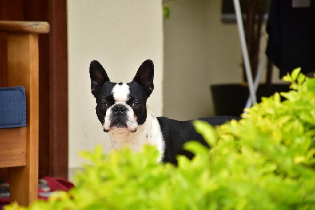 Boston Terrier - Kadosh Dogs