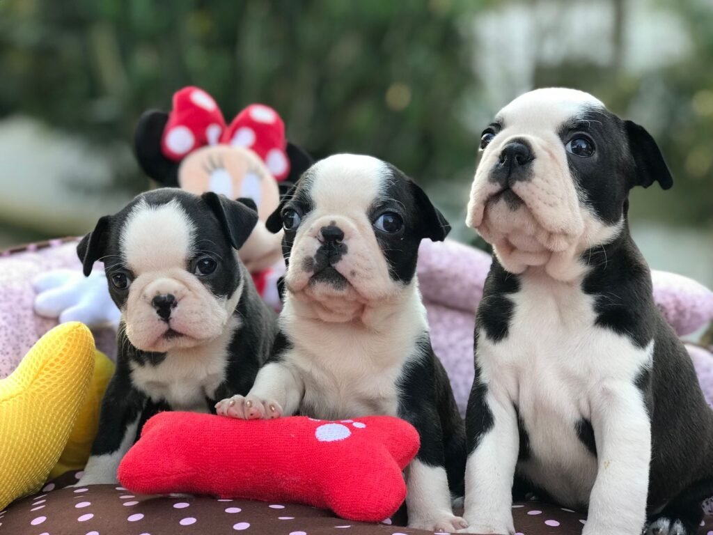 Kadosh Dogs no Instagram