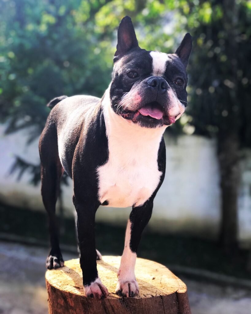 Kadosh Dogs no Instagram