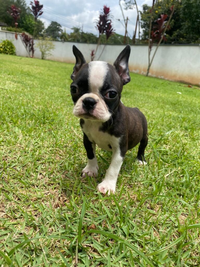 Kadosh Dogs no Instagram